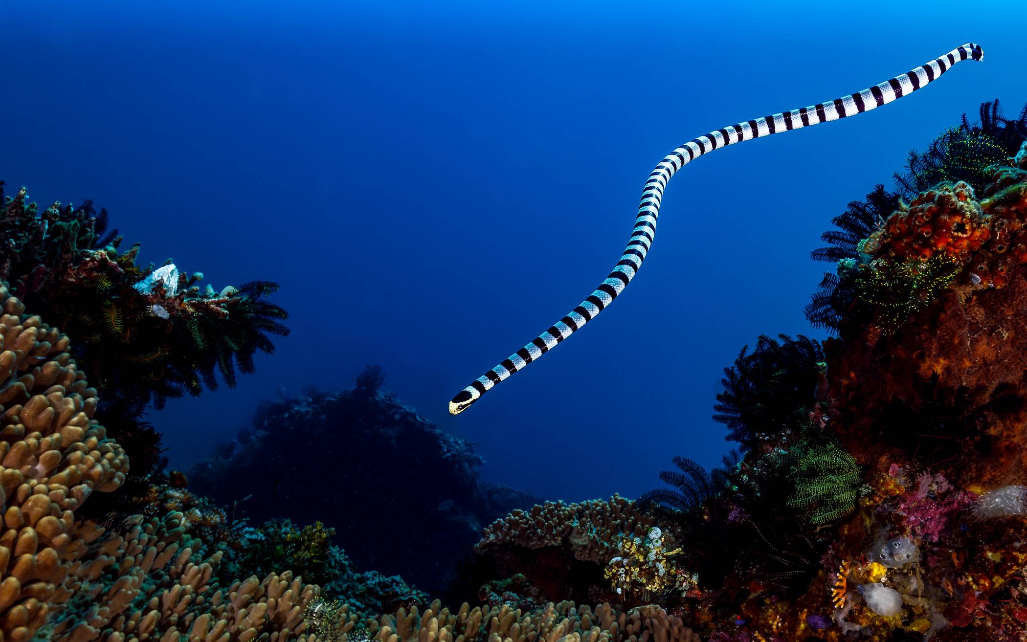  Eine Nattern-Plattschwanz Seeschlange (banded sea krait). 